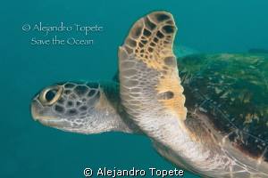 Beuty turtle in green, La Paz Mexico by Alejandro Topete 